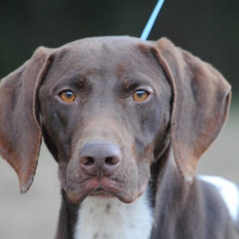 Mold Detection Dogs for Sale in the USA | Buy a Trained Mold Dog for Your Organization