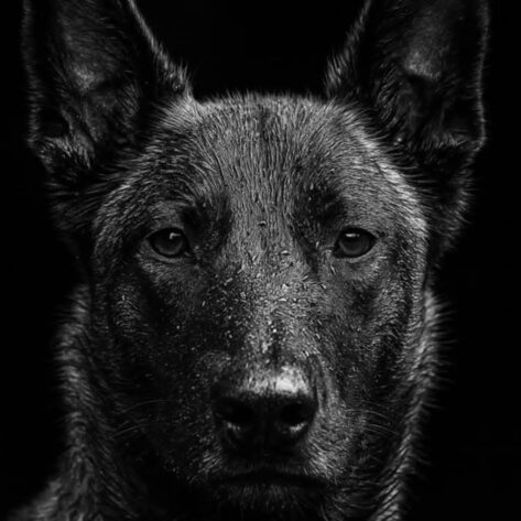 Buy a Protection Dog – Fully Trained Guard Dogs for Sale