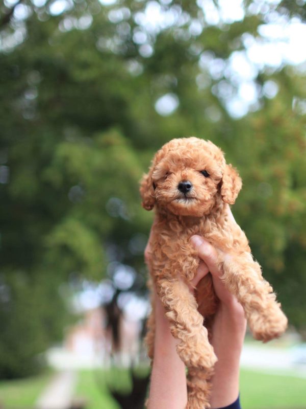 Dog Obedience Training in Atlanta (5)