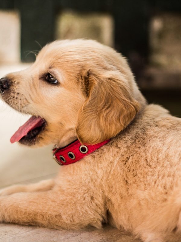 Puppy Obedience Training (9)