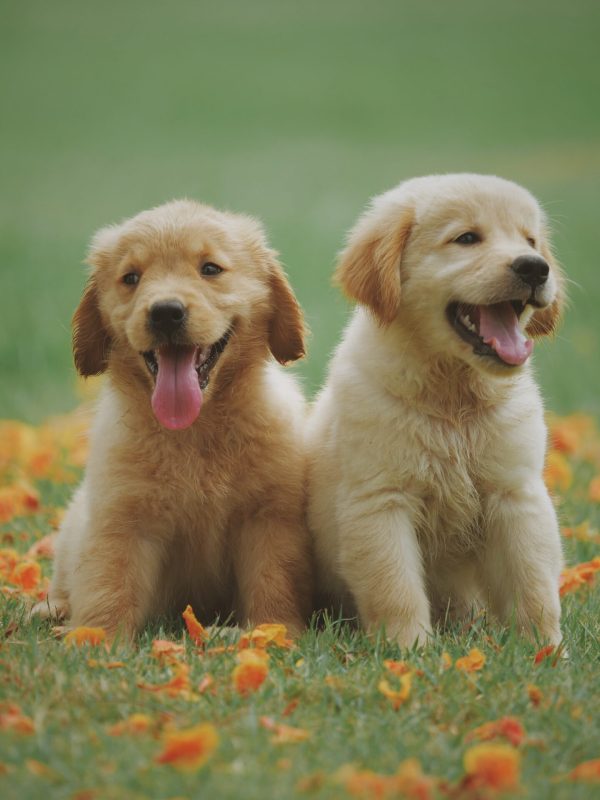 Puppy Training In Duluth