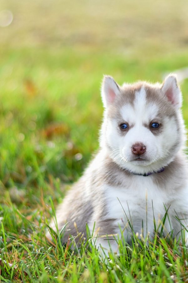 Puppy Training In Roswell (12)