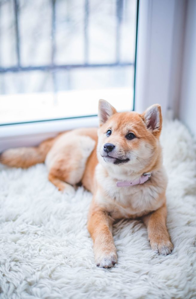 Puppy Training In Woodstock (2)