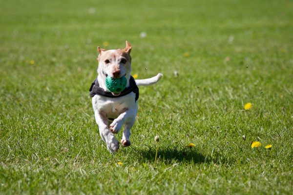 Puppy Training Programme In Alpharetta