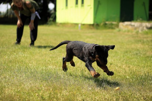 Puppy Training Programme In Alpharetta2