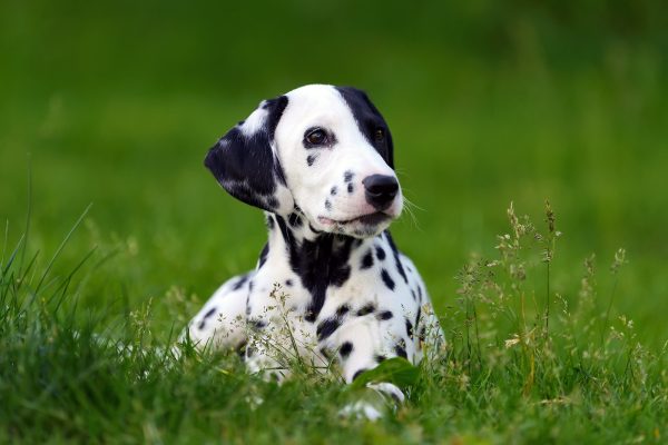 dalmatian-dog-outdoors-in-summer-PU6962N.jpg