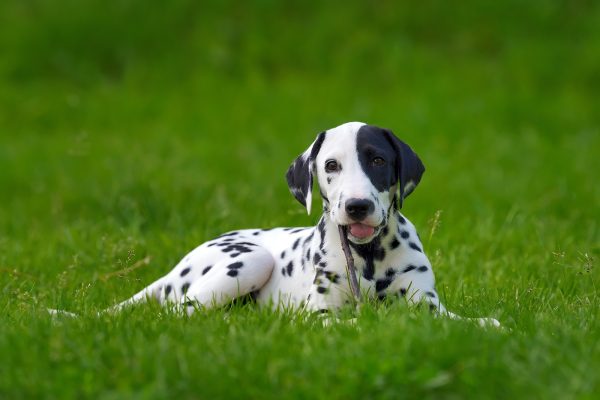 dalmatian-dog-outdoors-in-summer-PYLMQSB.jpg
