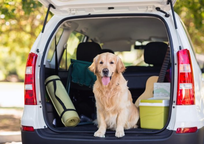 domestic-dog-sitting-in-the-car-trunk-P7XGLZH.jpg