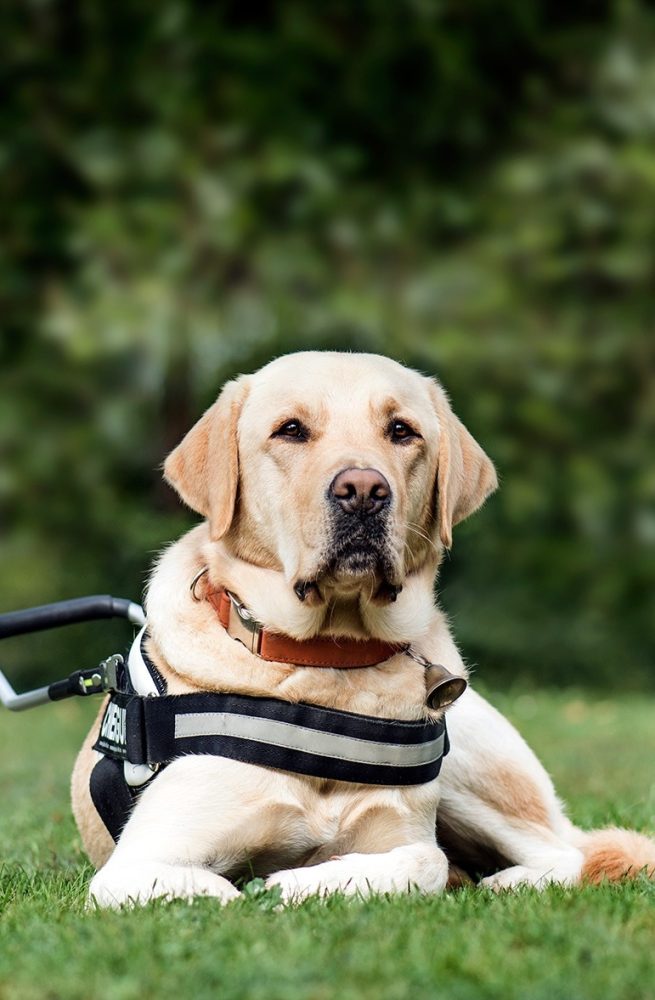 guide-dog-labrador-retriever-2-years-old-in-park-DLG2RME.jpg